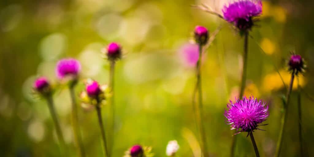 milk thistle supplements before surgery