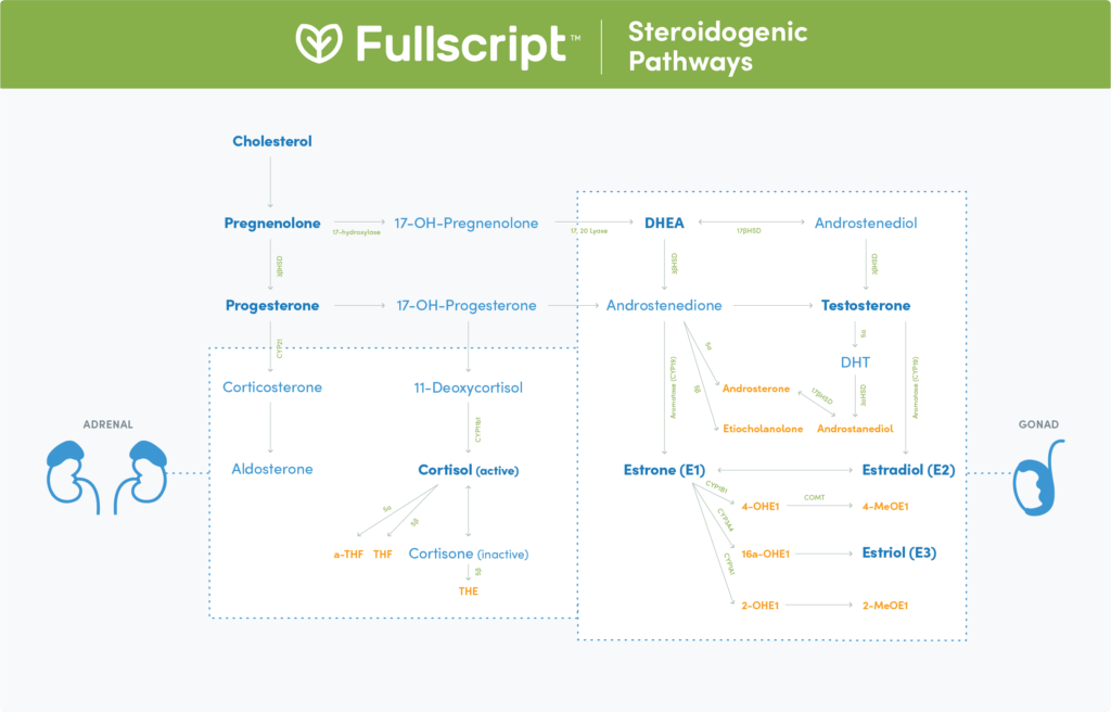 pathway illustration for steroidogenic