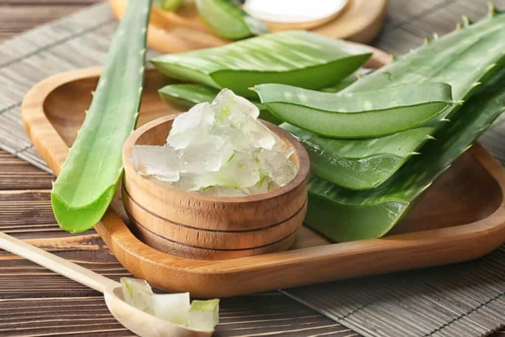 Aloe vera plant and extract
