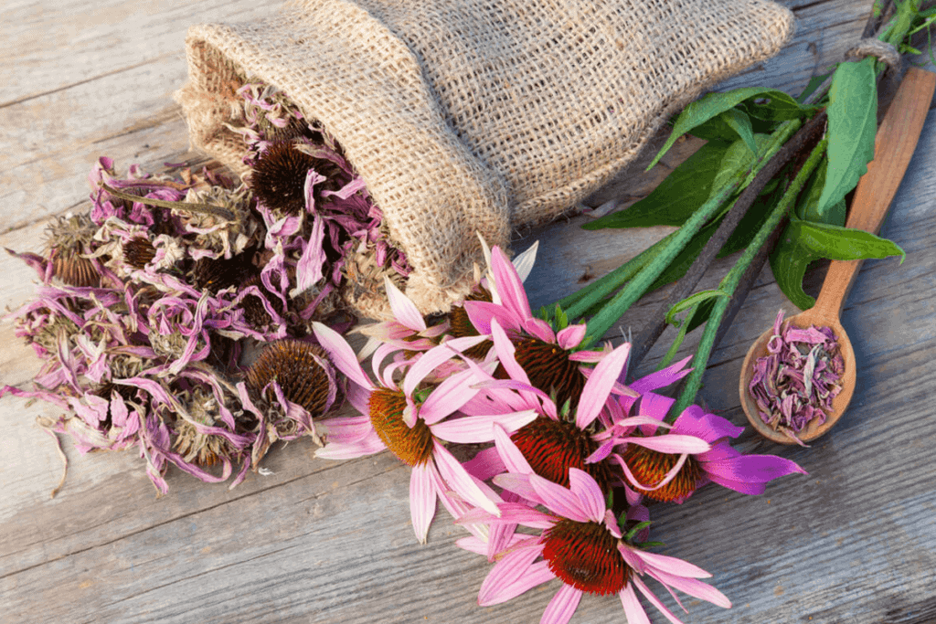 echinacea plant