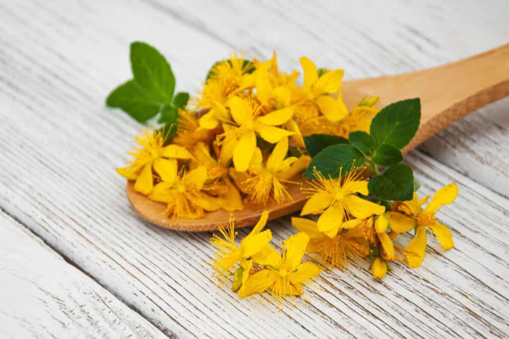 St. John’s wort yellow flowers laid over a white table.