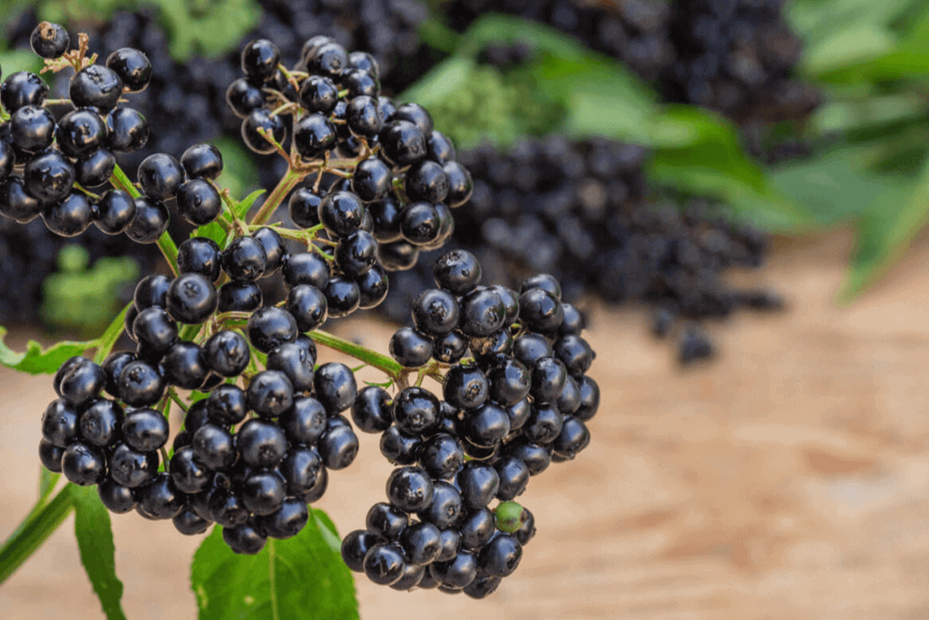 elderberry berries on a tree