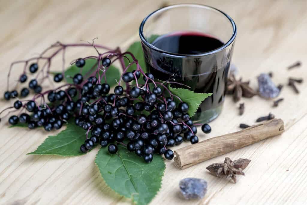elderberry plant and juice extract