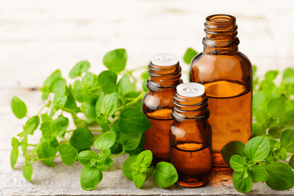 Oregano essential oil bottles next to Oregano plant