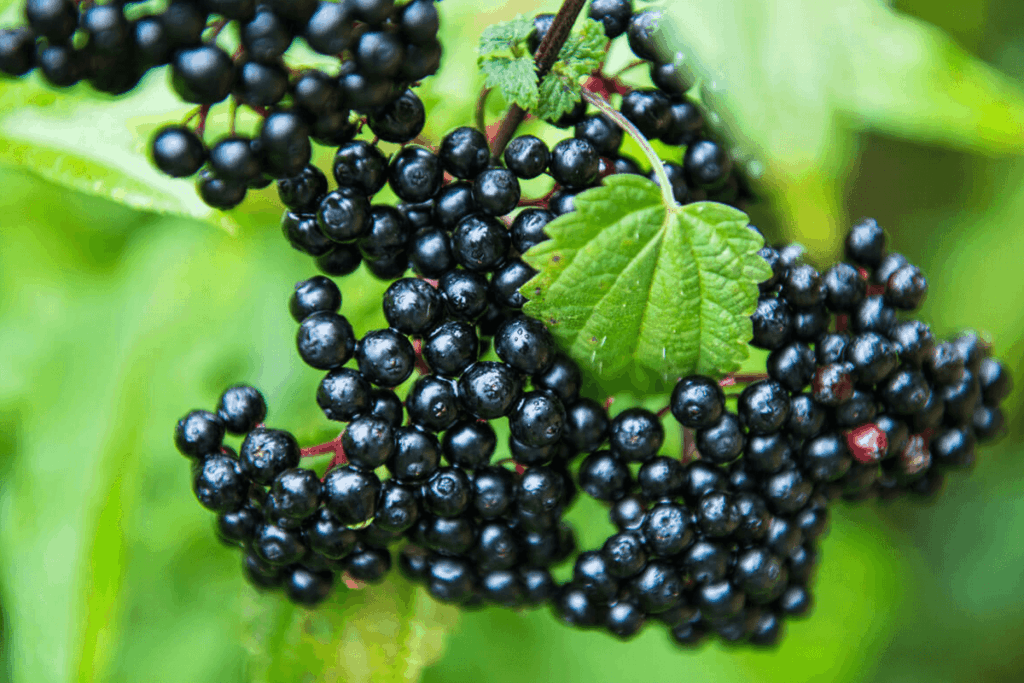 elderberry berries growing on trees