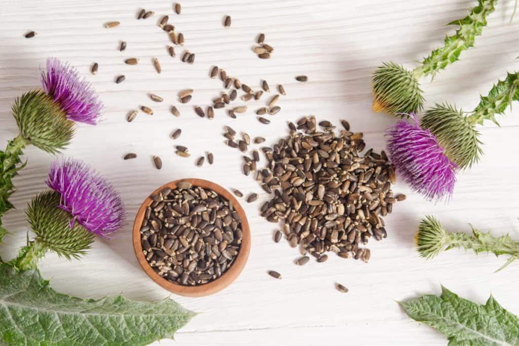 Image of milk thistle