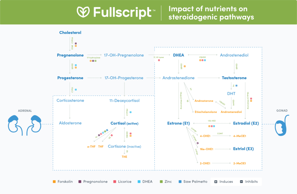 Infographic showing steroidogenic pathways