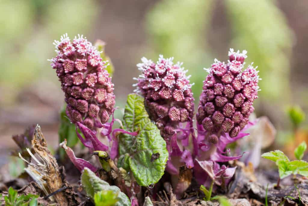 Butterbur root