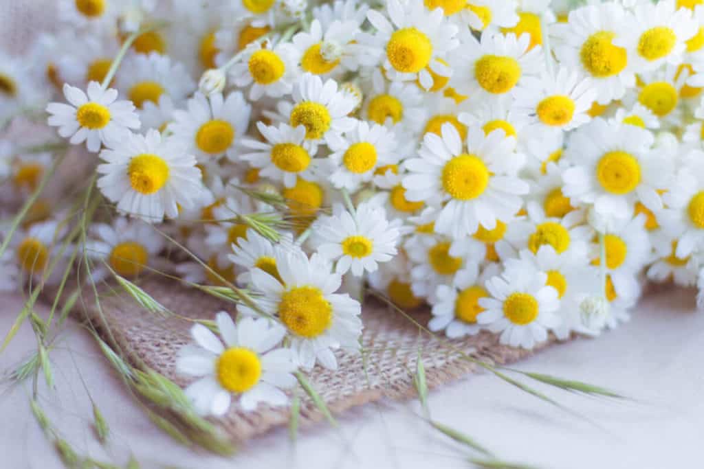 Feverfew flowers