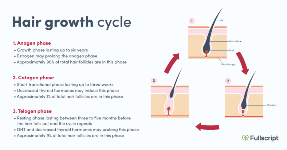 Hair growth cycle phases