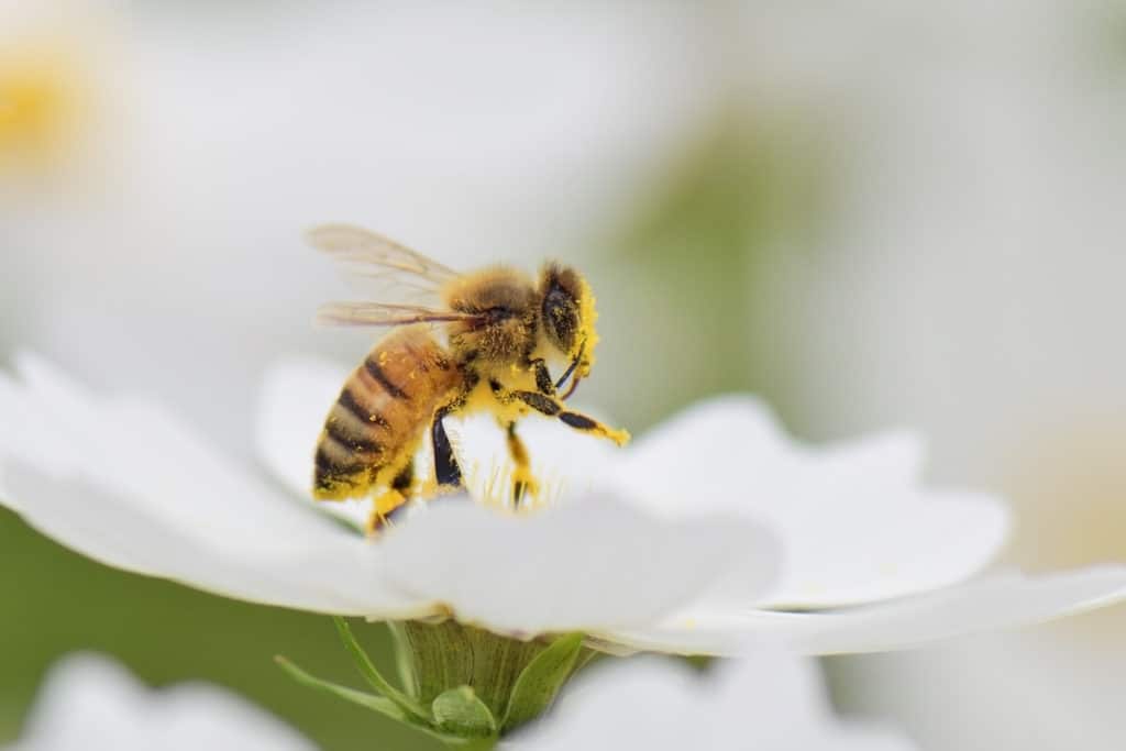 Honey bee collecting nectar from a flower