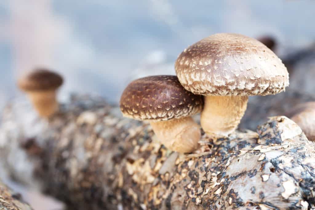 Shiitake mushrooms growing on trees
