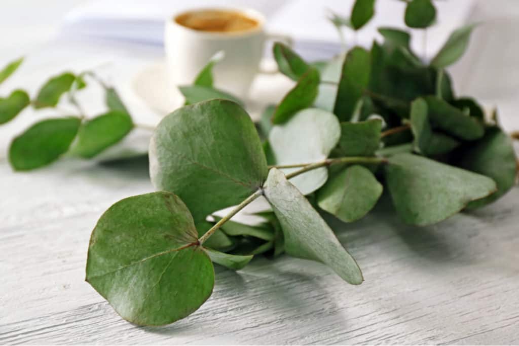 Eucalyptus leaves