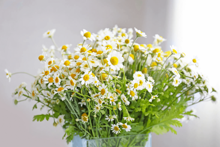 the health benefits of chamomile blog post