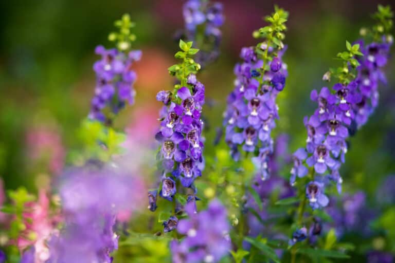 what is chaste tree berry: benefits and side effects blog post