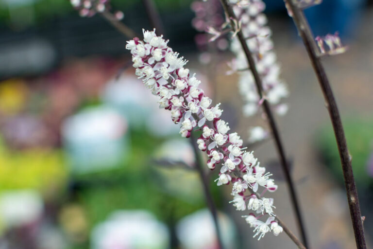 black cohosh benefits and uses blog post
