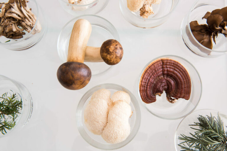 top 8 medicinal mushrooms to support the immune system blog post